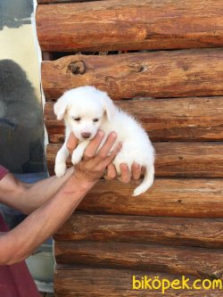 Vetdogs Kennel  Dişi Ve Erkek Terier 1