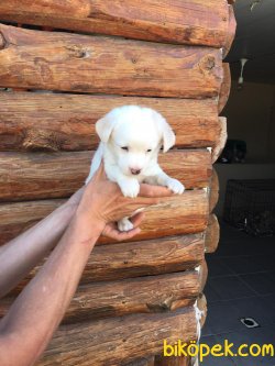 Vetdogs Kennel  Dişi Ve Erkek Terier 2
