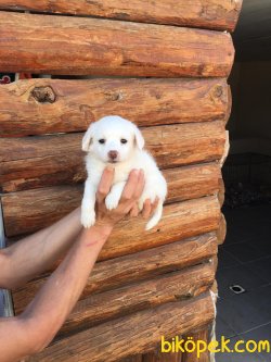 Vetdogs Kennel  Dişi Ve Erkek Terier 3