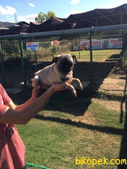 Vetdogs Kennel Pug Dişi Ve Erkek Yavrularımız 4