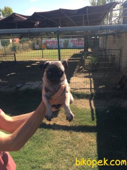 Vetdogs Kennel Pug Dişi Ve Erkek Yavrularımız 1