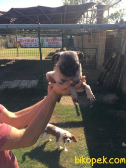 Vetdogs Kennel Pug Dişi Ve Erkek Yavrularımız 3