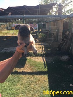 Vetdogs Kennel Pug Dişi Ve Erkek Yavrularımız 2