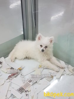 VETERİNER HEKİM KONTROLÜ ALTINDA OLAN YAVRULAR 1