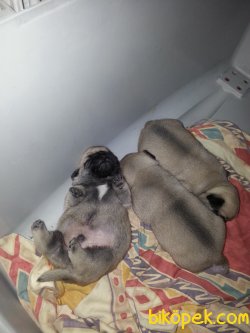 VETERİNER HEKİM KONTROLÜ ALTINDA OLAN YAVRULAR 2