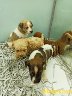 VETERİNER HEKİM KONTROLÜ ALTINDA OLAN YAVRULAR 3