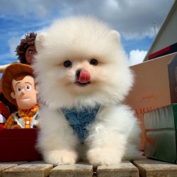 Veteriner Hekim Onaylı Pomeranian Yavrular 2