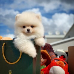 Veteriner Hekim Onaylı Pomeranian Yavrular 1