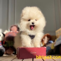 Veteriner Hekim Tarafından Irk Ve Sağlık Onaylı Pomeranian Boo 3