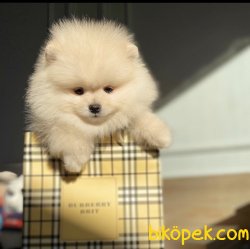 Veteriner Hekim Tarafından Irk Ve Sağlık Onaylı Pomeranian Boo 1
