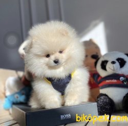Veteriner Hekim Tarafından Irk Ve Sağlık Onaylı Pomeranian Boo 2