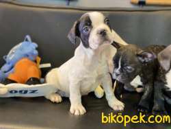 Veteriner Kliniğinden French Bulldog Yavrular 4