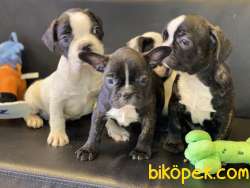 Veteriner Kliniğinden French Bulldog Yavrular 1