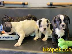 Veteriner Kliniğinden French Bulldog Yavrular 3