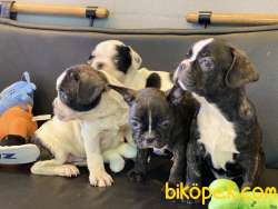 Veteriner Kliniğinden French Bulldog Yavrular 5