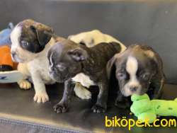 Veteriner Kliniğinden French Bulldog Yavrular 2
