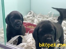 Veteriner Kliniğinden Labrador Yavrularımız 4