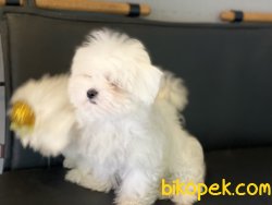 Veteriner Kliniğinden Maltese Terrier Yavrular 3