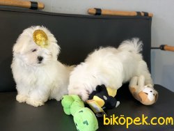 Veteriner Kliniğinden Maltese Terrier Yavrular 5