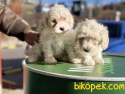 Veteriner Kliniğinden Maltese Terrier Yavrular 3