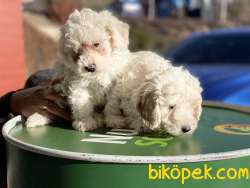 Veteriner Kliniğinden Maltese Terrier Yavrular 1