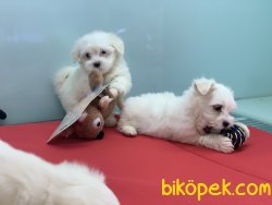 Veteriner Kliniğinden Mini Maltese Terrier Yavrularımız 5