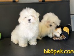 Veteriner Kliniğinden Mini Maltese Terrier Yavrularımız 4