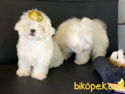Veteriner Kliniğinden Mini Maltese Terrier Yavrularımız 2