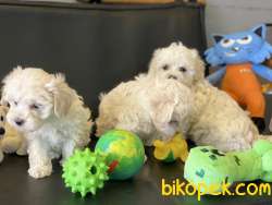 Veteriner Kliniğinden Mini Maltipoo Yavrularımız 4