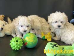 Veteriner Kliniğinden Mini Maltipoo Yavrularımız 2