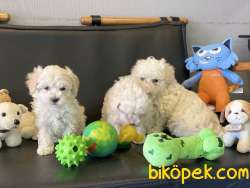 Veteriner Kliniğinden Mini Maltipoo Yavrularımız 1