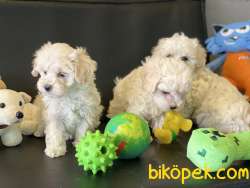 Veteriner Kliniğinden Mini Maltipoo Yavrularımız 3