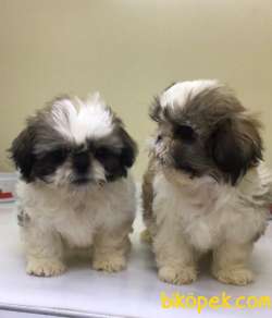 Veteriner Kliniğinden Mini Shih_Tzu Yavrular 5