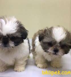 Veteriner Kliniğinden Mini Shih_Tzu Yavrular 2