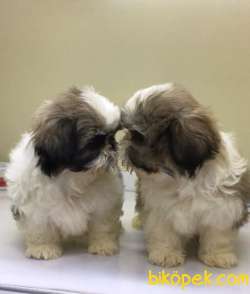 Veteriner Kliniğinden Mini Shih_Tzu Yavrular 4