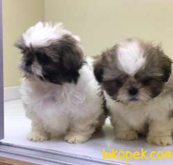 Veteriner Kliniğinden Mini Shih_Tzu Yavrular 3