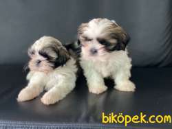 Veteriner Kliniğinden Mini Shih_Tzu Yavrular 5