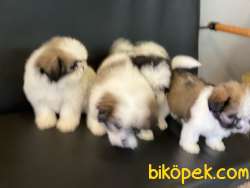 Veteriner Kliniğinden Mini Shih_Tzu Yavrular 1