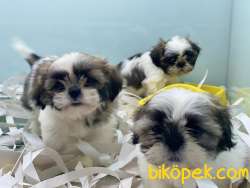 Veteriner Kliniğinden Mini Shih_Tzu Yavrular 4