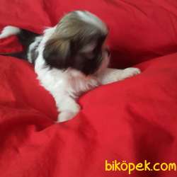 Veteriner Kliniğinden Mini Shih_Tzu Yavrular 3