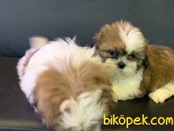 Veteriner Kliniğinden Mini Shih_Tzu Yavrularımız 4