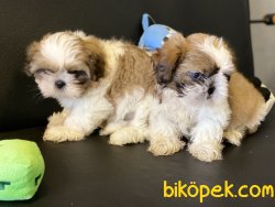 Veteriner Kliniğinden Mini Shih_Tzu Yavrularımız 3