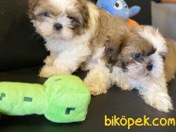 Veteriner Kliniğinden Mini Shih_Tzu Yavrularımız 1