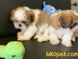 Veteriner Kliniğinden Mini Shih_Tzu Yavrularımız 5