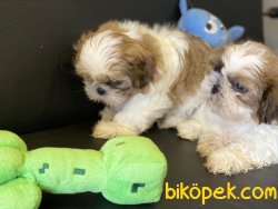 Veteriner Kliniğinden Mini Shih_Tzu Yavrularımız 2