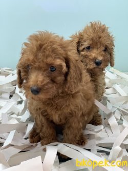 Veteriner Kliniğinden Red Toy Poodle Yavrularımız 4