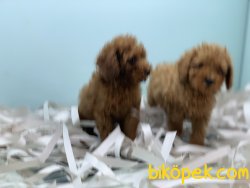 Veteriner Kliniğinden Red Toy Poodle Yavrularımız 5