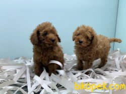 Veteriner Kliniğinden Red Toy Poodle Yavrularımız 3