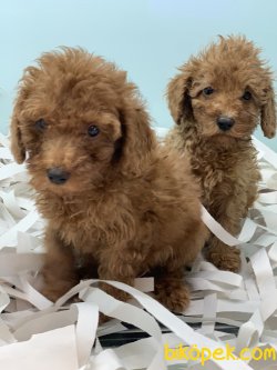 Veteriner Kliniğinden Red Toy Poodle Yavrularımız 2