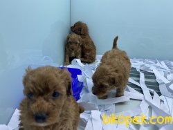 Veteriner Kliniğinden Red Toy Poodle Yavrularımız 2